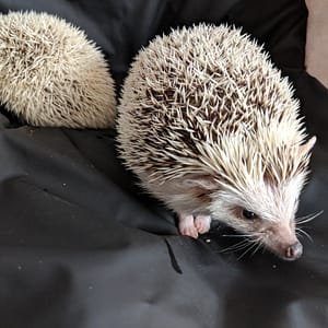 Two Albino Hedgehogs with their backs to each other on a background of a sheets of san Francisco Black Fluidproof Sheet